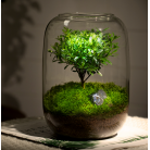 Ecological Bottle Green Moss Micro Landscape Glass Tank